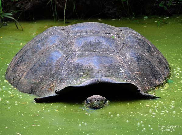 http://www.galapnature.ru/img/pages/Галапагосская гигантская черепаха