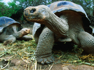 http://www.galapnature.ru/img/pages/История истребления черепах на Галапагосах