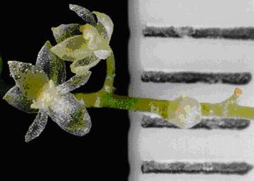 http://www.galapnature.ru/img/pages/Самая маленькая орхидея в мире