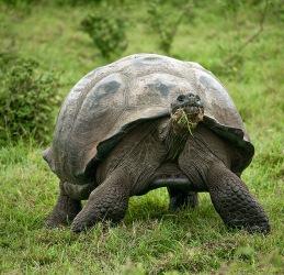 http://www.galapnature.ru/img/pages/Немного о формах панциря галапагосских черепах