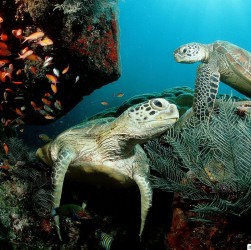 http://www.galapnature.ru/img/pages/Зеленые морские черепахи