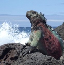 http://www.galapnature.ru/img/pages/Морская игуана - символ Галапагосских островов
