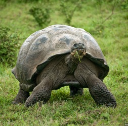 http://www.galapnature.ru/img/pages/Слоновая черепаха – уникальный эндемик Галапагосс